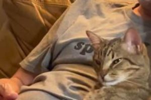 Zašto mačke “mijese”: Evo šta vam time pokušavaju poručiti - content image