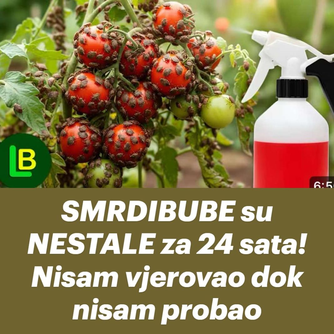 SMRDIBUBE su NESTALE za 24 sata! Nisam vjerovao dok nisam probao - featured image
