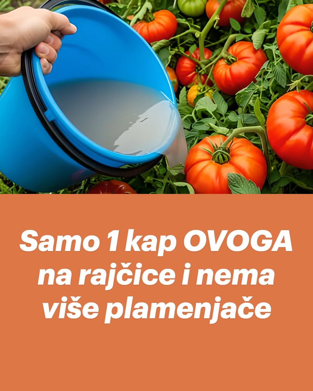 Samo 1 kap OVOGA na rajčice i nema više plamenjače - featured image