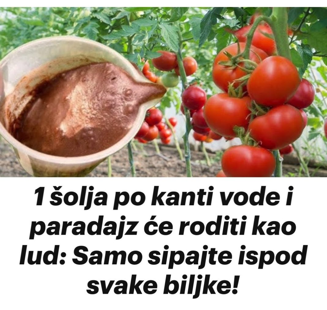 1 šolja po kanti vode i paradajz će roditi kao lud: Samo sipajte ispod svake biljke! - featured image