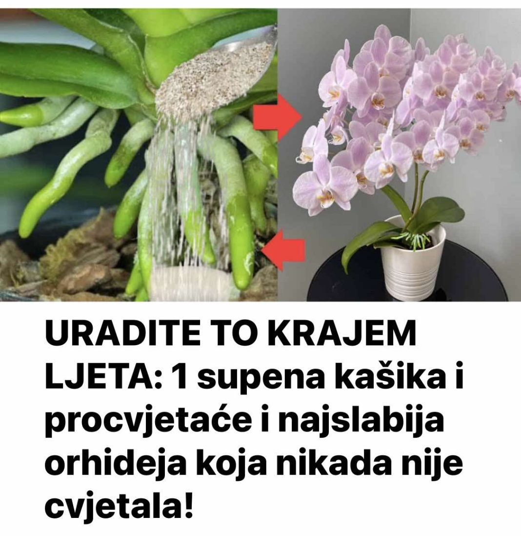 URADITE OVO KRAJEM LJETA I NAJSLABIJA ORHIDEJA Ć PROCVJETATI… - featured image