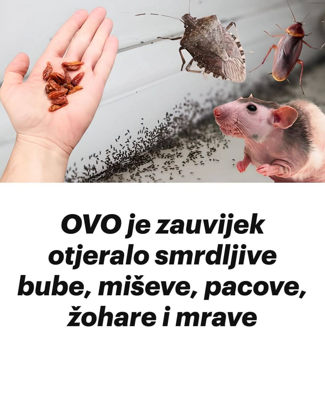 OVO je zauvijek otjeralo smrdljive bube, miševe, pacove, žohare i mrave… - featured image