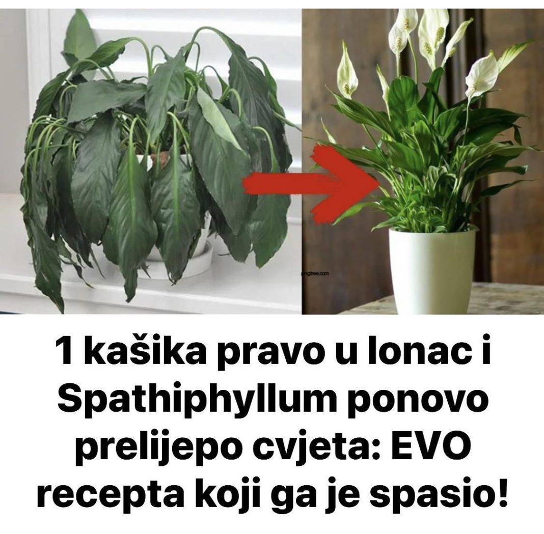 1 kašika pravo u lonac i Spathiphyllum ponovo prelijepo cvjeta: EVO recepta koji ga je spasio! - featured image