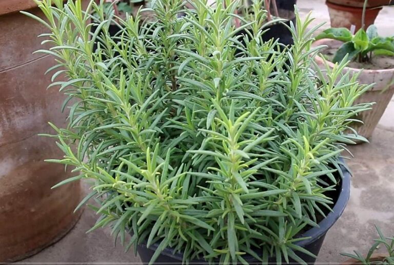 Ruzmarin i mačka u kući: Odmah na ovo obratite pažnju - featured image Ruzmarin i mačka u kući: Odmah na ovo obratite pažnju - featured image