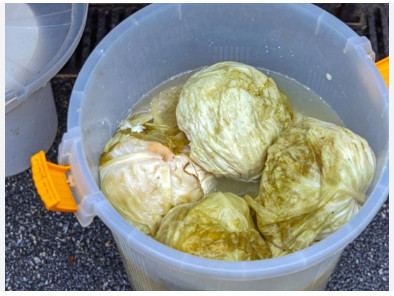 Evo kako spasiti gnjecavi kiseli kupus: Dodajte u bure 1 sastojak! - featured image Evo kako spasiti gnjecavi kiseli kupus: Dodajte u bure 1 sastojak! - featured image