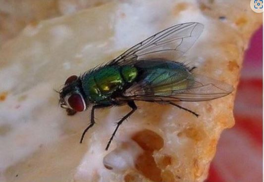 KUĆA VAM JE PUNA MUHA, OTJERAJTE IH BRZO I JEDNOSTAVNO: Treba vam samo JEDNA NAMIRNICA! - featured image KUĆA VAM JE PUNA MUHA, OTJERAJTE IH BRZO I JEDNOSTAVNO: Treba vam samo JEDNA NAMIRNICA! - featured image