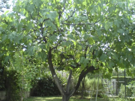 Nije samo orah u pitanju: Naši stari nikad nisu sadili smokvu blizu kuće, evo i zbog čega