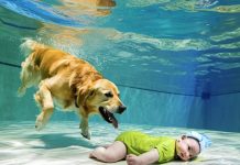 Beba je upala u bazen i počela da se davi, a ono što je pas uradio sve je šokiralo… 😲😲 Beba je upala u bazen i počela da se davi, a ono što je pas uradio sve je šokiralo… 😲😲 - featured image