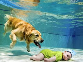 Beba je upala u bazen i počela da se davi, a ono što je pas uradio sve je šokiralo… 😲😲 Beba je upala u bazen i počela da se davi, a ono što je pas uradio sve je šokiralo… 😲😲 - featured image