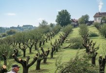 Komšija mi je posjekao voćnjak i UNIŠTIO 20 GODINA TRUDA ZA JEDNU NOĆ: Ali Draganov odgovor na pragu ga je potpuno SLOMIO Komšija mi je posjekao voćnjak i UNIŠTIO 20 GODINA TRUDA ZA JEDNU NOĆ: Ali Draganov odgovor na pragu ga je potpuno SLOMIO - featured image