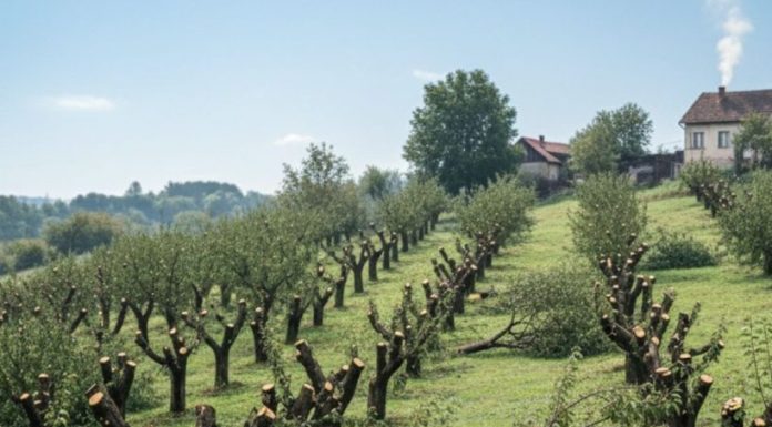 Komšija mi je posjekao voćnjak i UNIŠTIO 20 GODINA TRUDA ZA JEDNU NOĆ: Ali Draganov odgovor na pragu ga je potpuno SLOMIO Komšija mi je posjekao voćnjak i UNIŠTIO 20 GODINA TRUDA ZA JEDNU NOĆ: Ali Draganov odgovor na pragu ga je potpuno SLOMIO - featured image