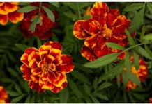 NAJKORISNIJI CVIJET U BAŠTI: 10 razloga da ovaj proljeća POSIJETE KADIFE NAJKORISNIJI CVIJET U BAŠTI: 10 razloga da ovaj proljeća POSIJETE KADIFE - featured image