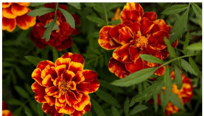 NAJKORISNIJI CVIJET U BAŠTI: 10 razloga da ovaj proljeća POSIJETE KADIFE NAJKORISNIJI CVIJET U BAŠTI: 10 razloga da ovaj proljeća POSIJETE KADIFE - featured image