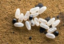 Primijetila sam čudne bele tačke na krevetu — ono što je sam kasnije otkrilo bilo je zaista zastrašujuće. Primijetila sam čudne bele tačke na krevetu — ono što je sam kasnije otkrilo bilo je zaista zastrašujuće. - featured image