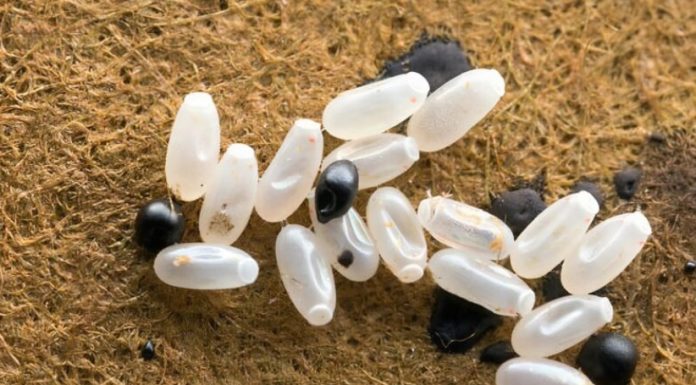 Primijetila sam čudne bele tačke na krevetu — ono što je sam kasnije otkrilo bilo je zaista zastrašujuće. Primijetila sam čudne bele tačke na krevetu — ono što je sam kasnije otkrilo bilo je zaista zastrašujuće. - featured image