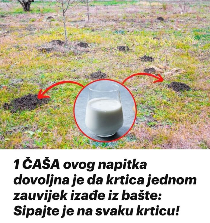 ČUDESNI NAPITAK KOJI TRAJNO OTJERA KRTICE IZ VRTA: JEDNA ŠALICA JE SVE ŠTO VAM TREBA - featured image ČUDESNI NAPITAK KOJI TRAJNO OTJERA KRTICE IZ VRTA: JEDNA ŠALICA JE SVE ŠTO VAM TREBA - featured image