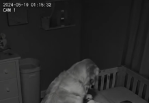 Novi roditelji su primetili da njihov pas svake noći sedi pored kreveca, ne mrdajući — pa su odlučili da postave kameru 😱😱