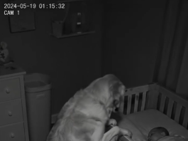 Novi roditelji su primetili da njihov pas svake noći sedi pored kreveca, ne mrdajući — pa su odlučili da postave kameru 😱😱