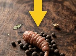 Pripremao sam mljevenu govedinu, a kad sam je izvadio iz tave, odjednom sam primijetio nešto čudno što nimalo nije ličilo na govedinu…