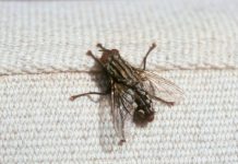 KO IMA OVU BILJKU U KUĆI, MUHE KOD NJEGA NE ULAZE: Ovo ljeto nećete vidjeti nijednu muhu u kući, samo trebate da zasadite ovu biljku, MUHE JE NE PODNOSE KO IMA OVU BILJKU U KUĆI, MUHE KOD NJEGA NE ULAZE: Ovo ljeto nećete vidjeti nijednu muhu u kući, samo trebate da zasadite ovu biljku, MUHE JE NE PODNOSE - featured image