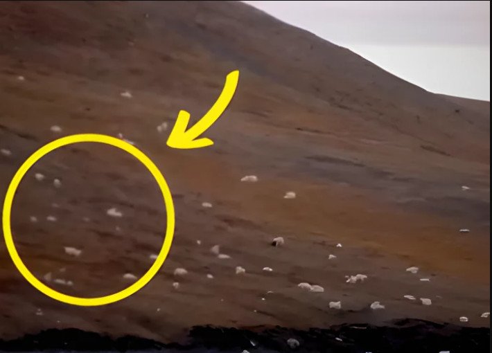 Turisti su mislili da su ugledali ovce, ali kad su prišli bliže, ostali su u NEVJERICI! - featured image Turisti su mislili da su ugledali ovce, ali kad su prišli bliže, ostali su u NEVJERICI! - featured image