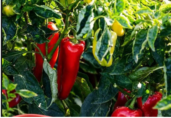 Nemačka metoda sadnje paprika: Zaboravite na naporno kopanje i plevljenje, a prinos će biti duplo veći i bolji Zanimljivosti - featured image Nemačka metoda sadnje paprika: Zaboravite na naporno kopanje i plevljenje, a prinos će biti duplo veći i bolji Zanimljivosti - featured image