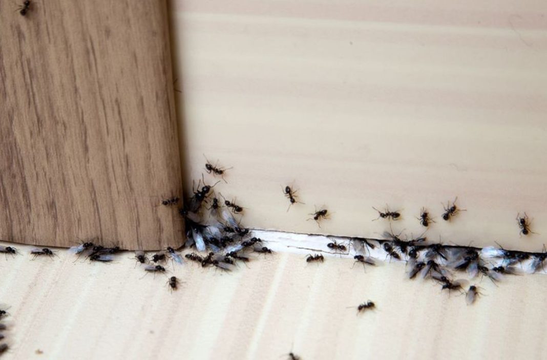 Mrav beži iste sekunde iz kuće kada osetite ovaj miris: Poprskajte po ćoškovima – nema šanse da uljezi ponovo dođu - featured image Mrav beži iste sekunde iz kuće kada osetite ovaj miris: Poprskajte po ćoškovima – nema šanse da uljezi ponovo dođu - featured image